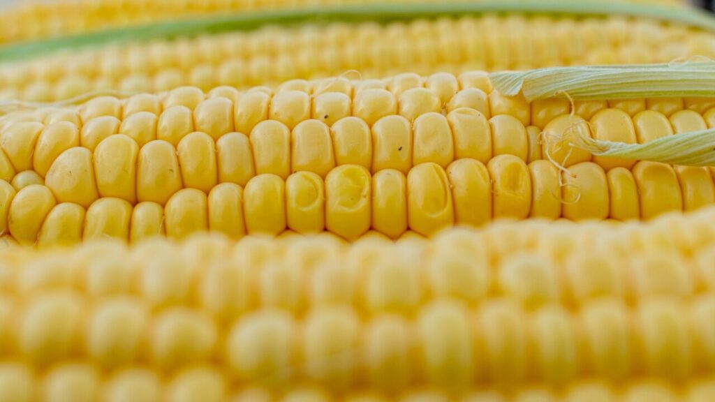 Download corn cob template in PDF for free