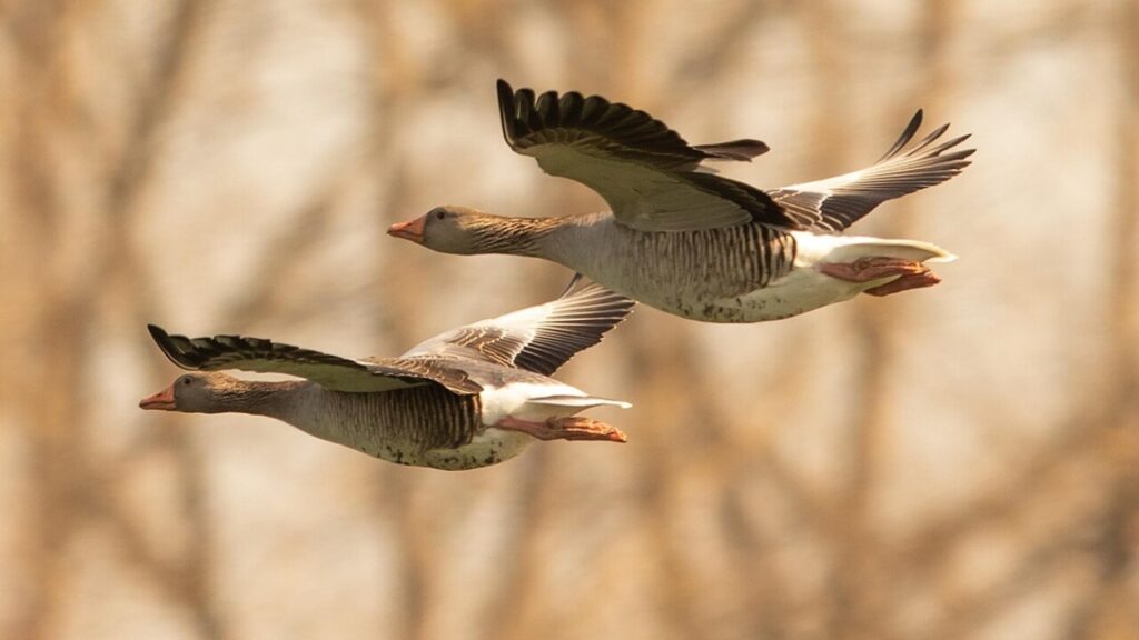 Download free printable flying geese templates in PDF for free